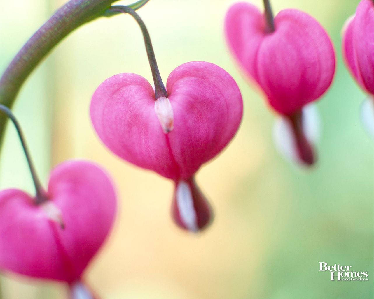 Cute Valentine's Day Bleeding Heart Flower Wallpaper