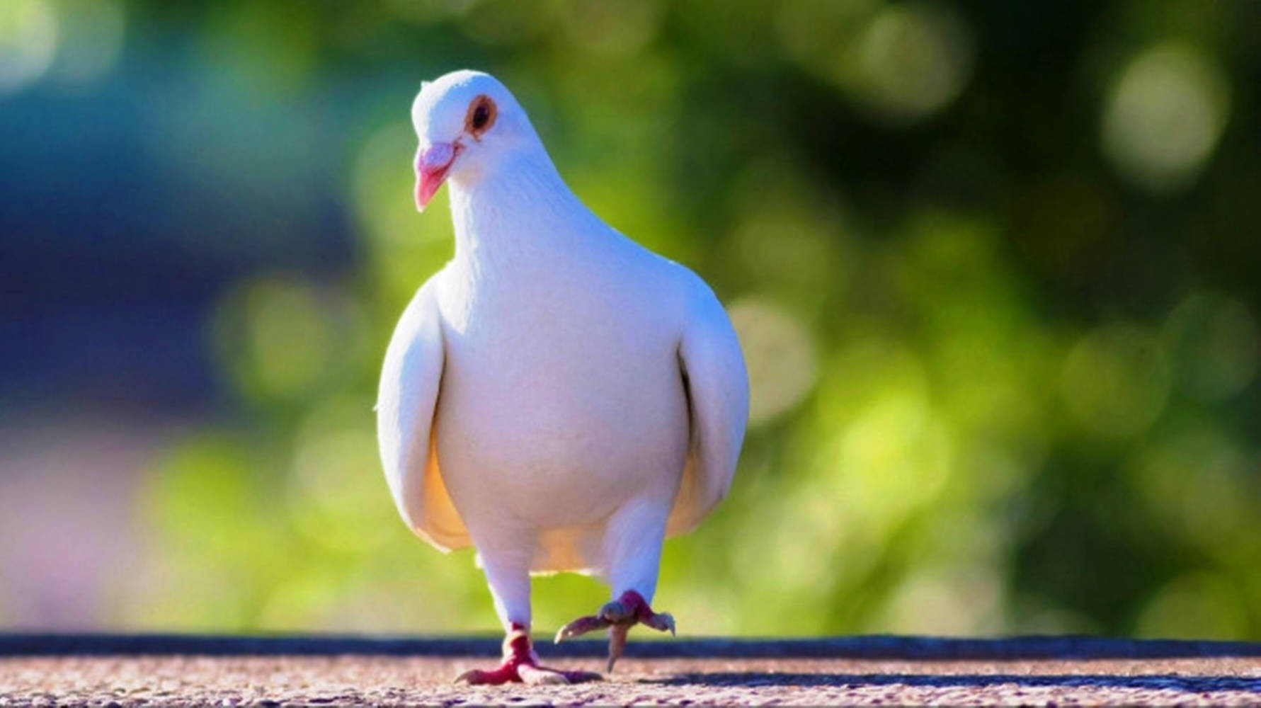 Cute Walking White Dove Bird Wallpaper