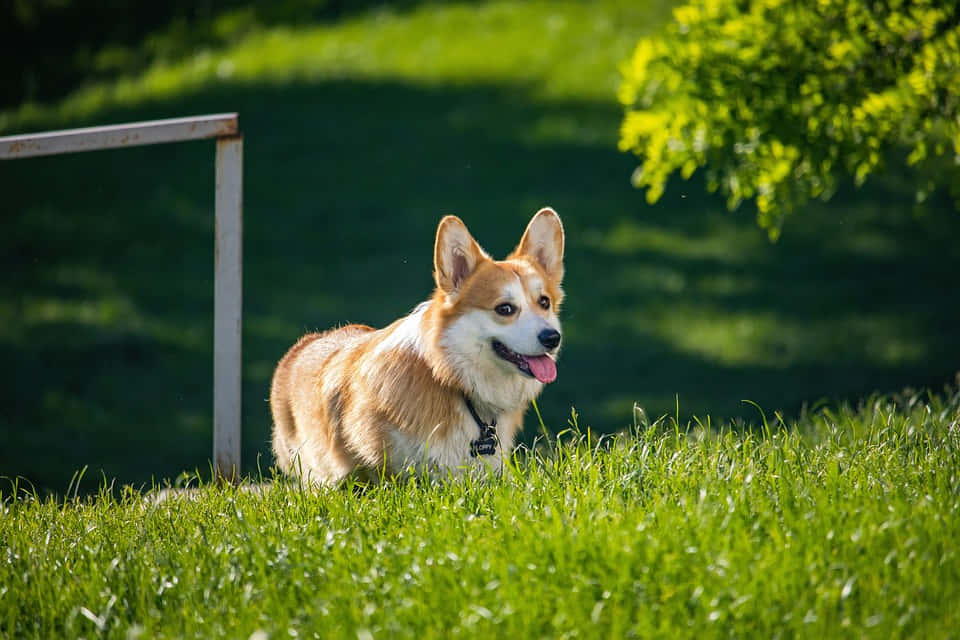 Cute Welsh Corgi Outdoors Wallpaper