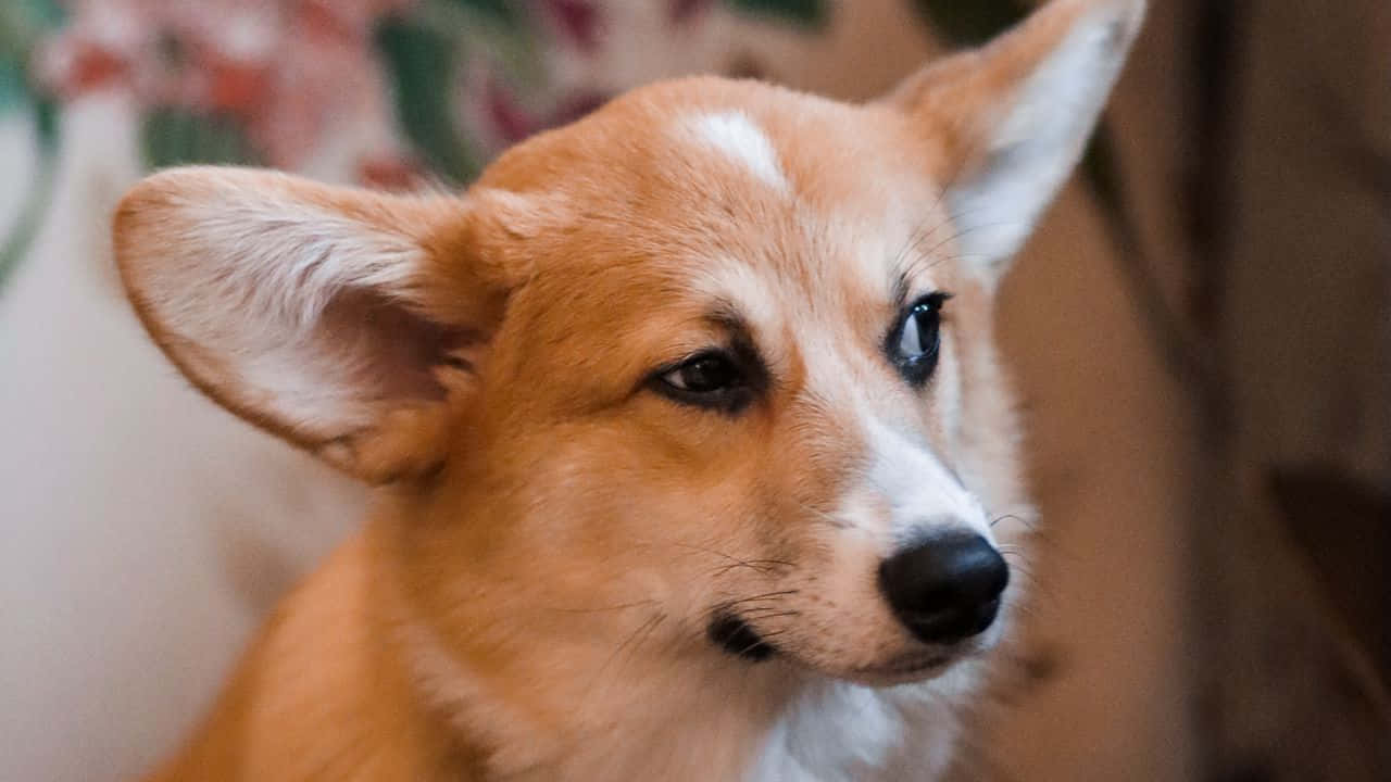 Cute Welsh Corgi Puppy Closeup Wallpaper