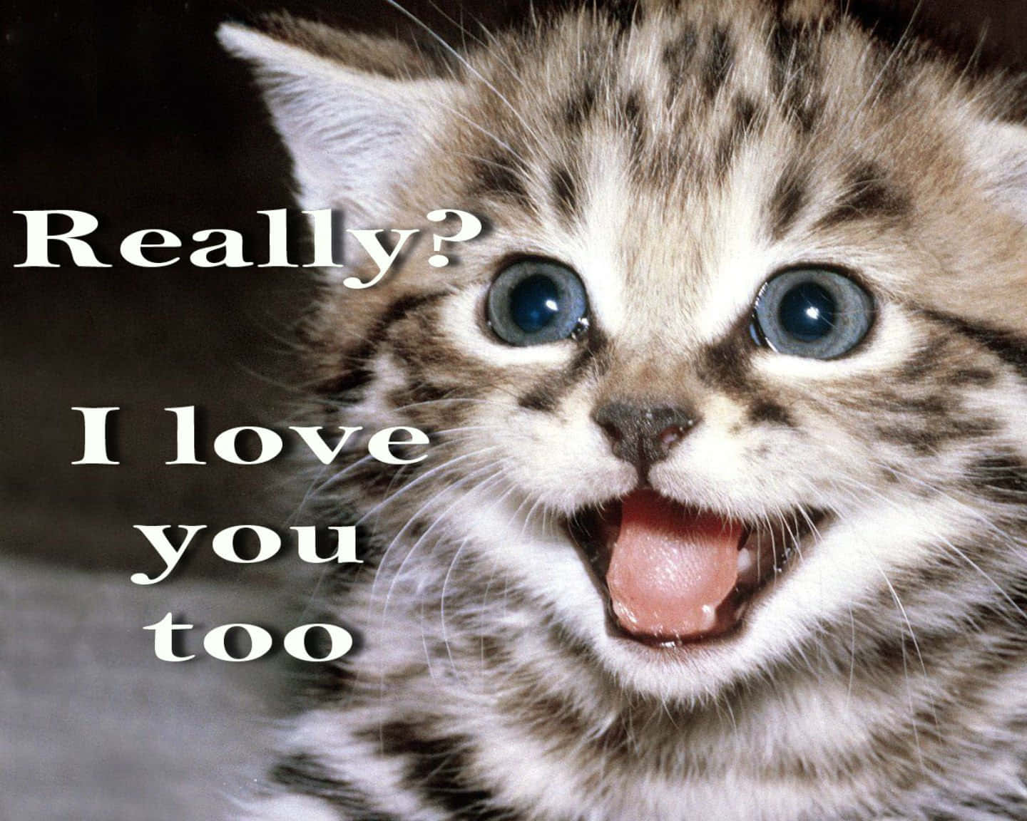 Cuteness Overload – Just Look At Those Sweet Animal Memes!