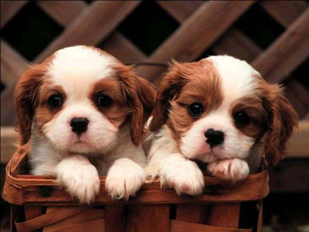 Cutest Puppy Pals Wallpaper