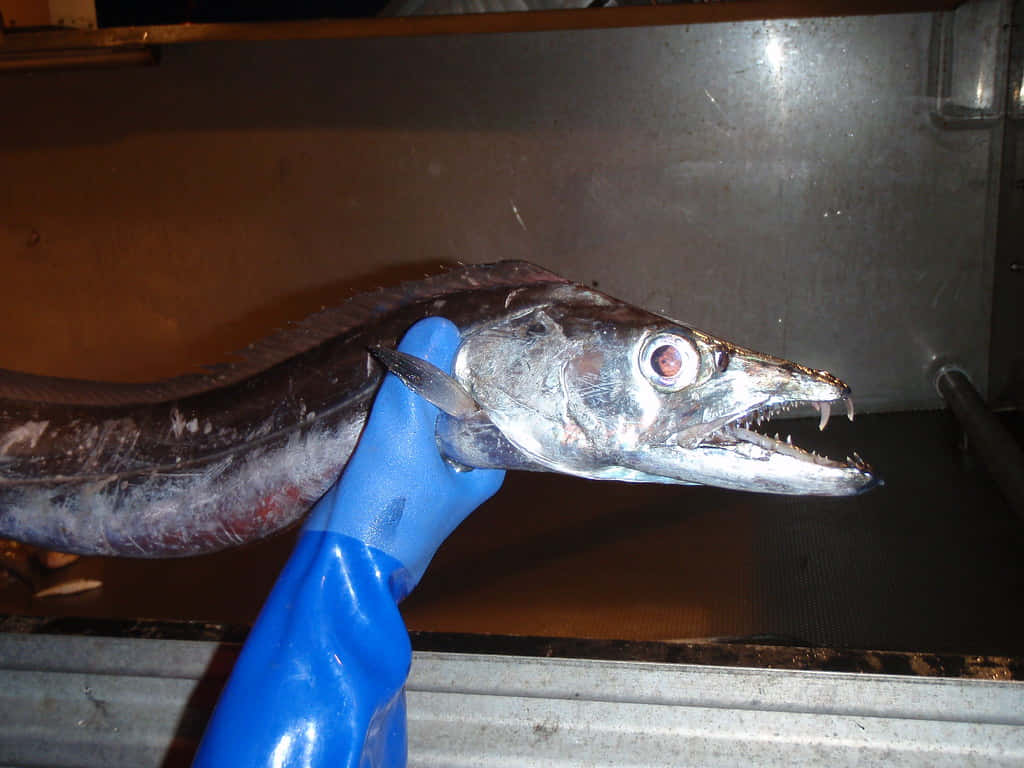 Cutlassfish_ Held_in_ Gloved_ Hand.jpg Wallpaper