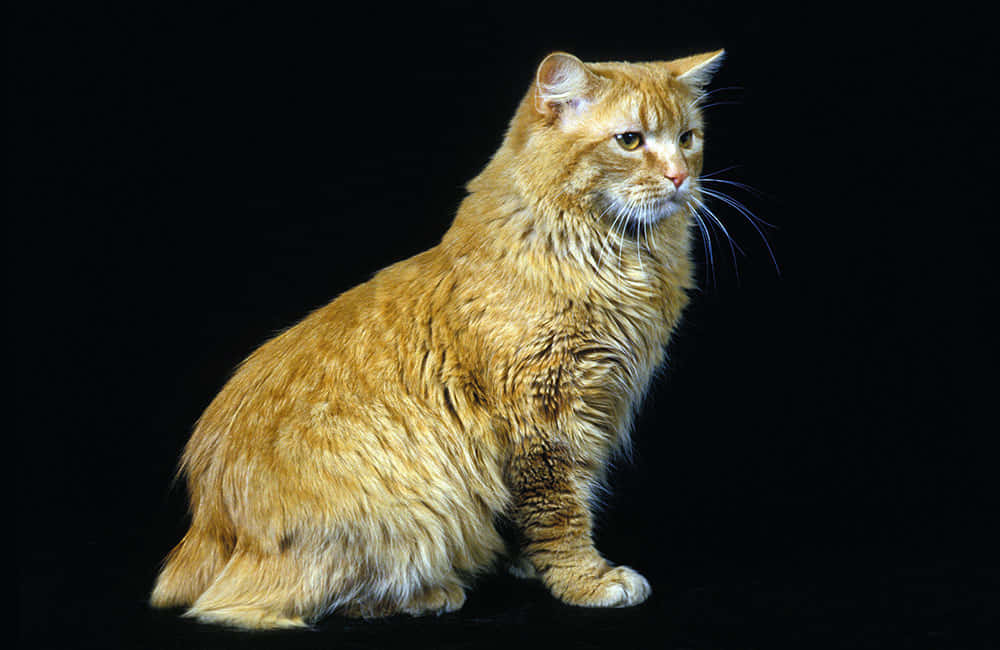 Cymric Cat Lounging On A Wooden Fence Wallpaper