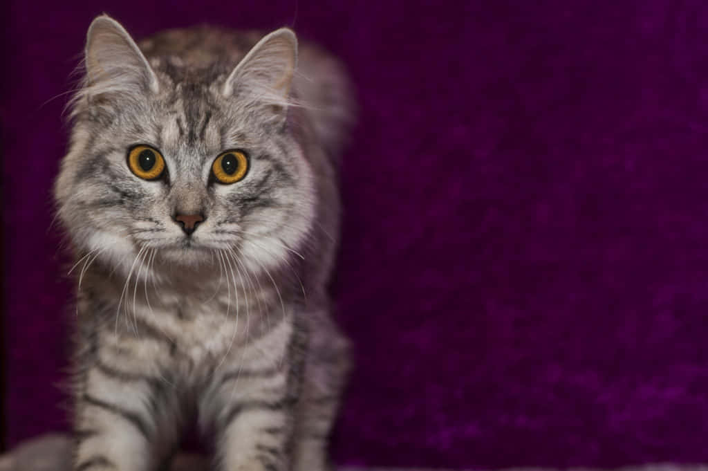 Cymric Cat Relaxing On A Windowsill Wallpaper