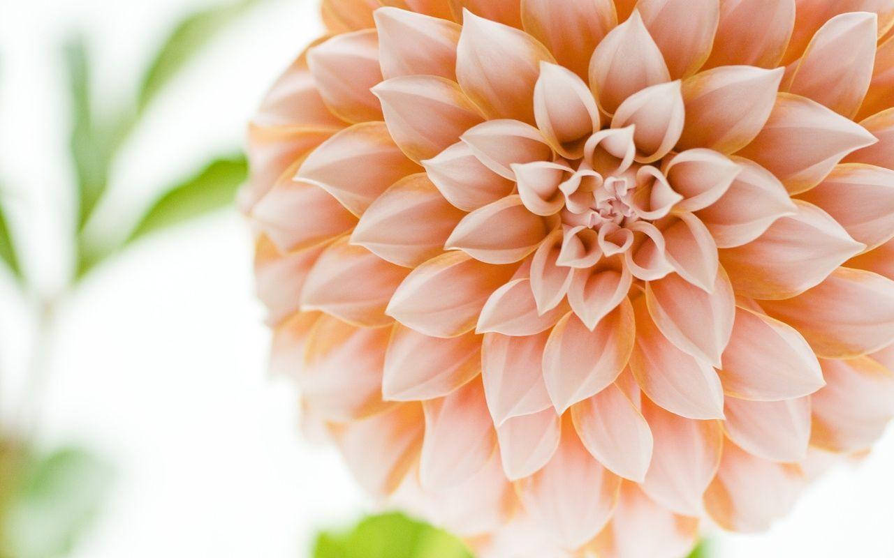 Dahlia Bulb Peaches Wallpaper