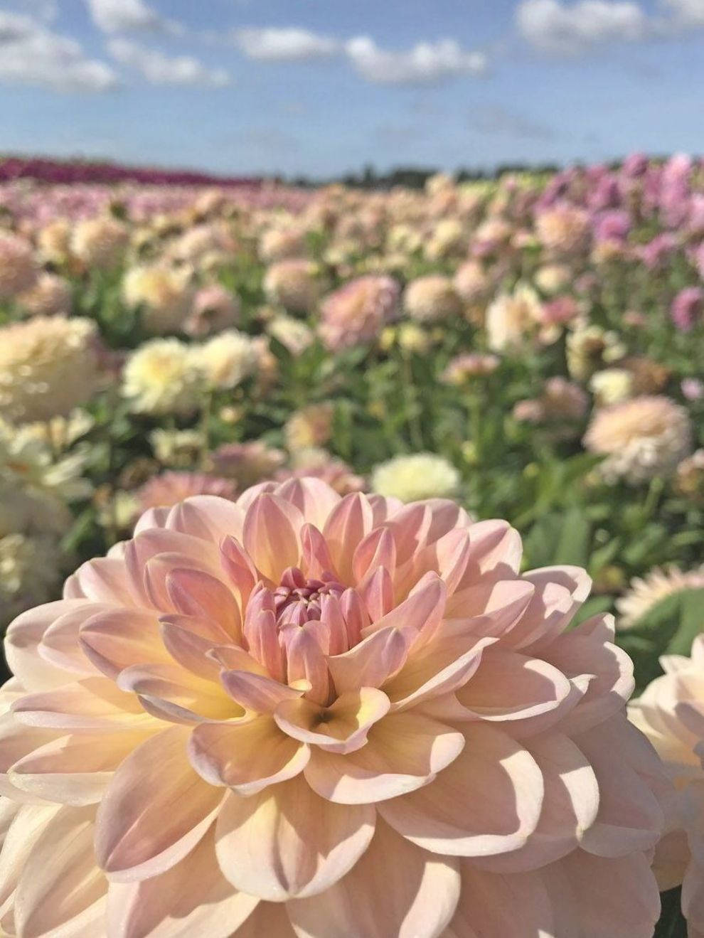 Dahlia Flower Field Wallpaper