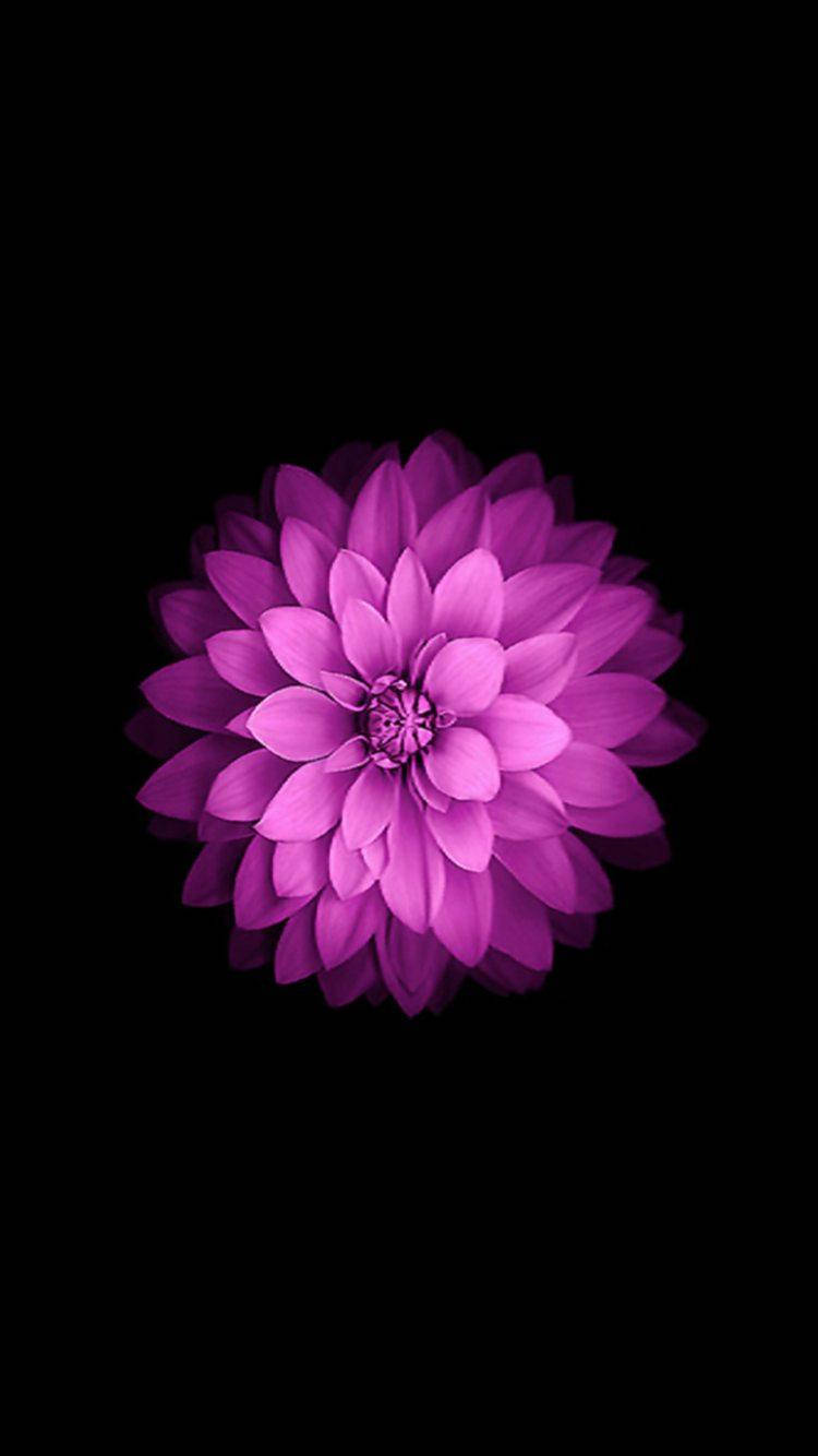 Dahlia Flower Iphone Se Wallpaper