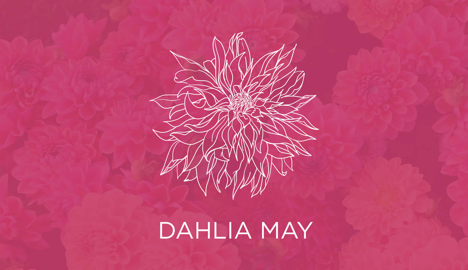 Dahlia May Floral Desktop Background Wallpaper