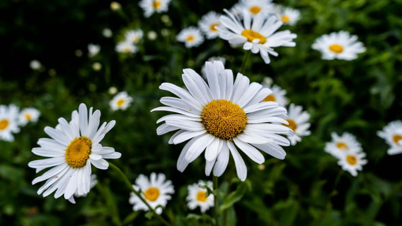 Daisies In The Field With Green Leaves Wallpaper