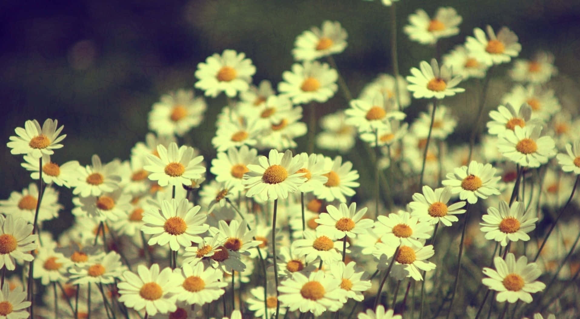 Daisies Wallpapers, Daisy Wallpapers, Daisy Wallpapers, Daisy Wallpapers, Daisy Wallpapers Wallpaper