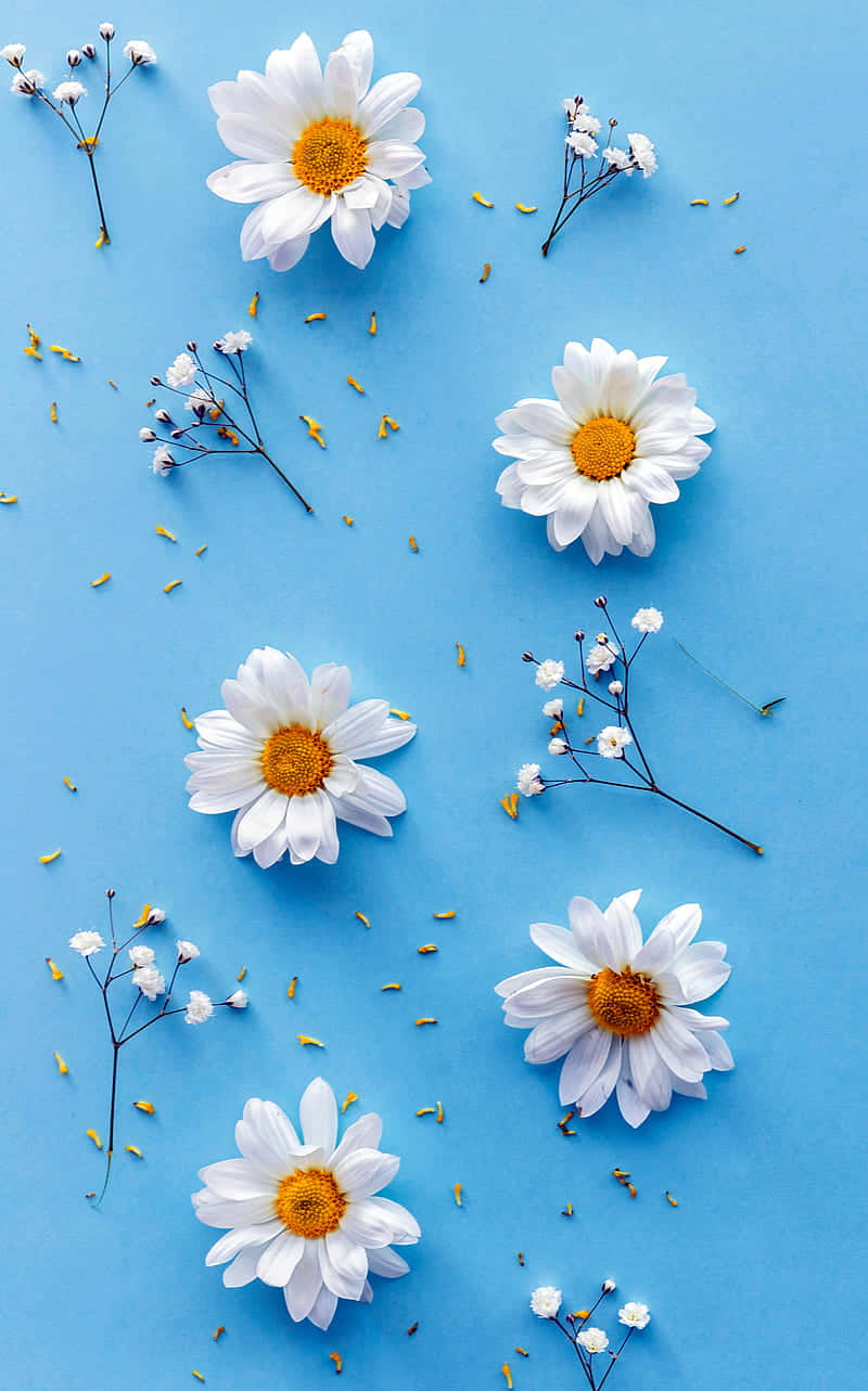 Daisieson Blue Background Wallpaper