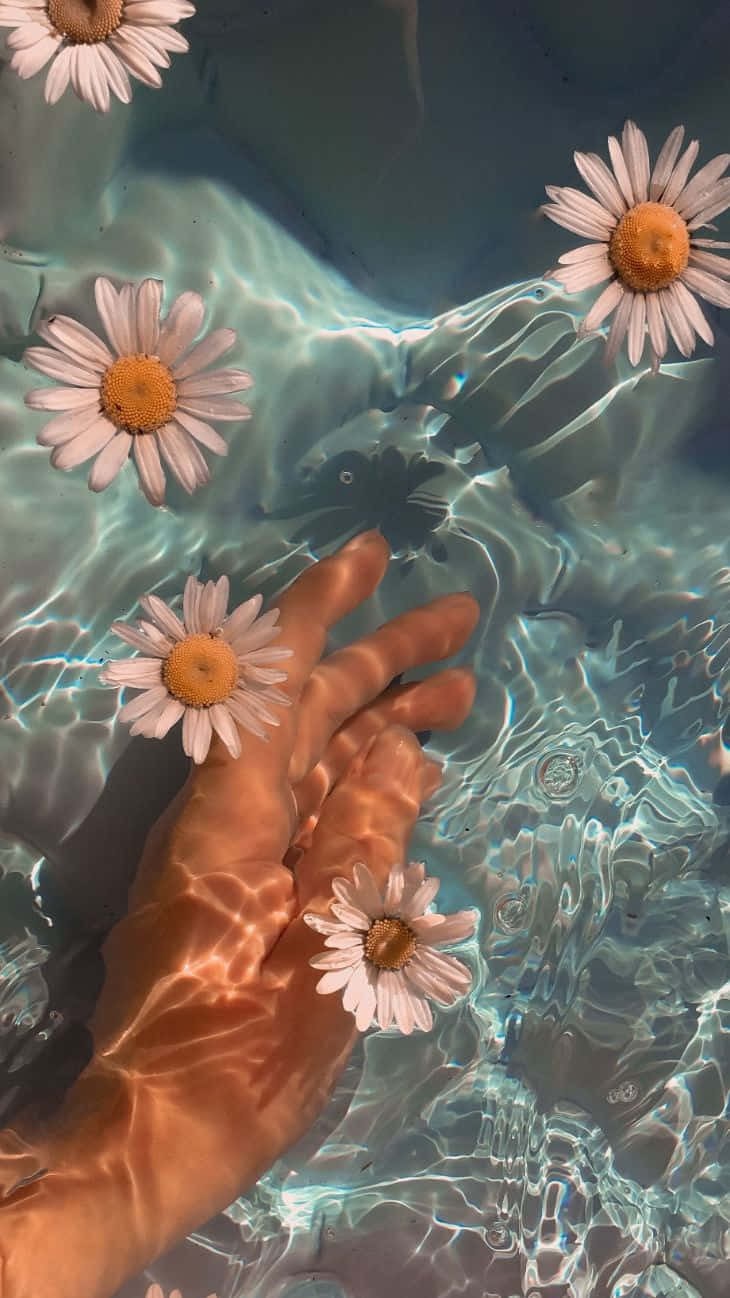 Daisy Floating Summer Vibes.jpg Wallpaper