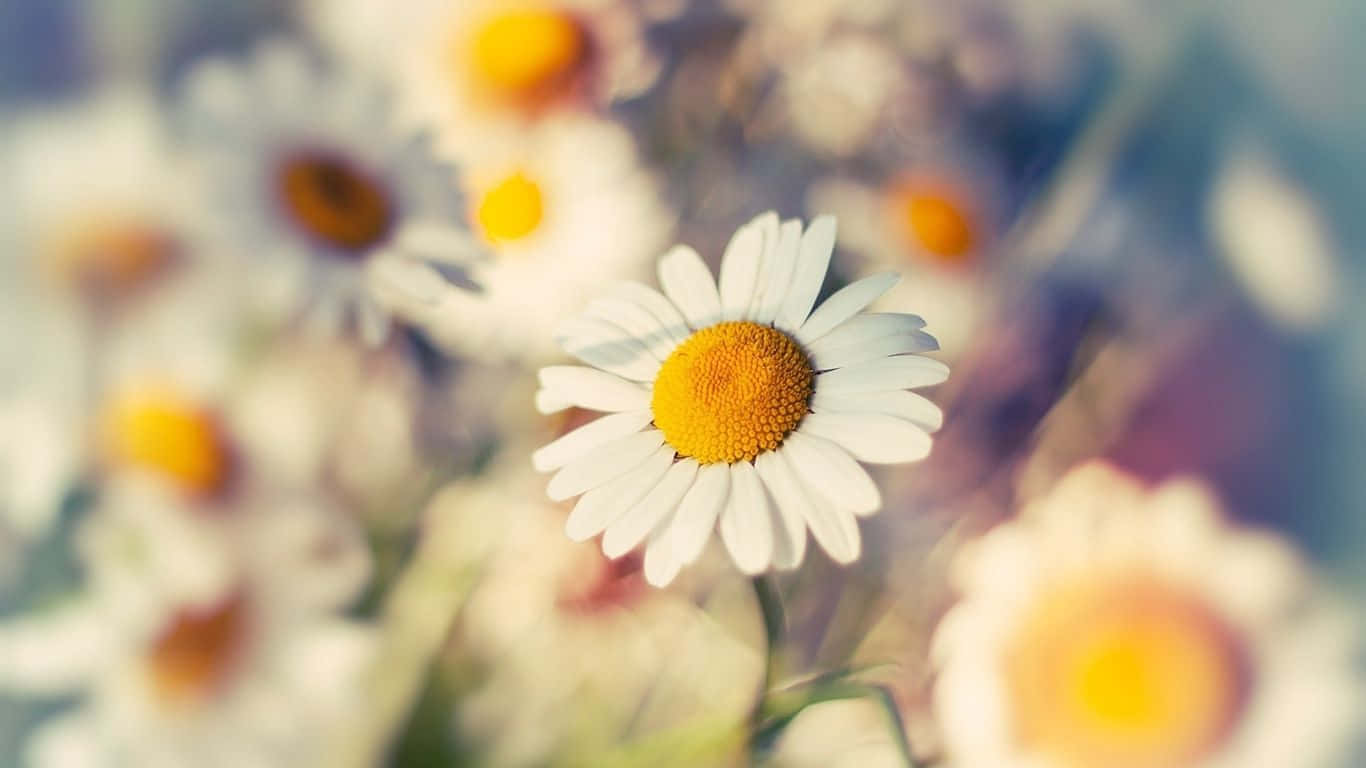 Daisy Wallpapers - Daisy Wallpapers Wallpaper