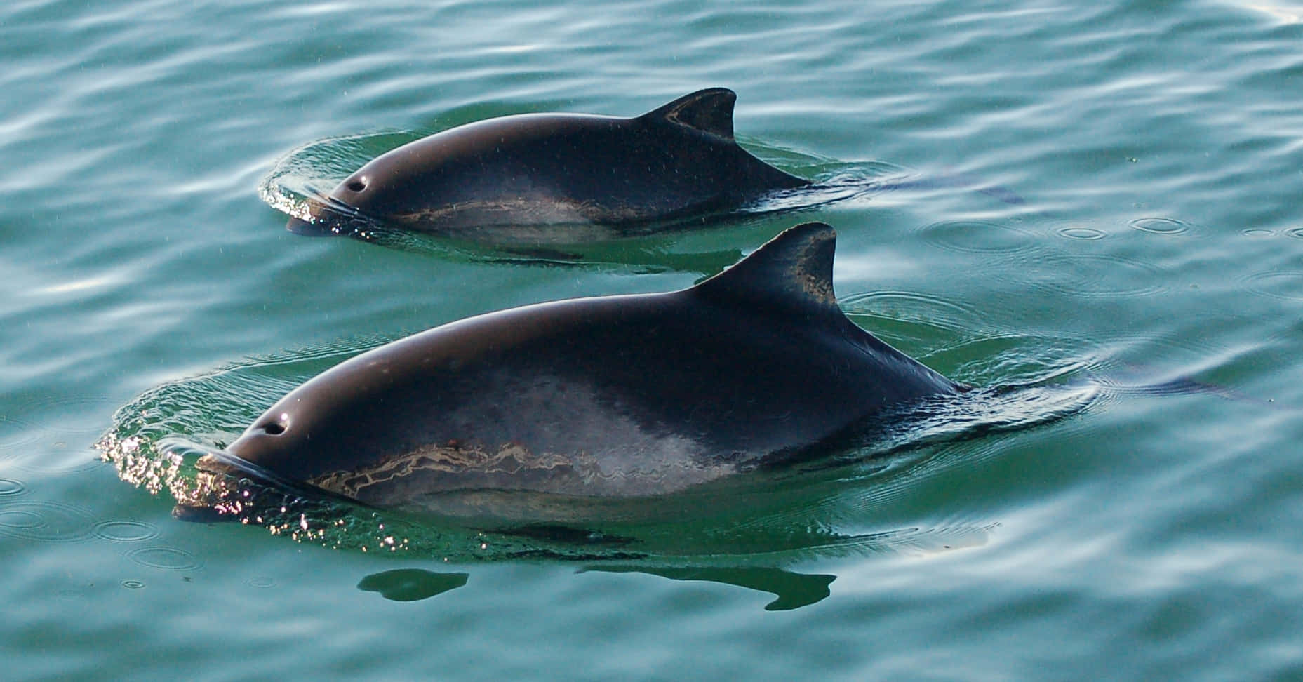 Dalls Porpoise Pair Swimming Wallpaper