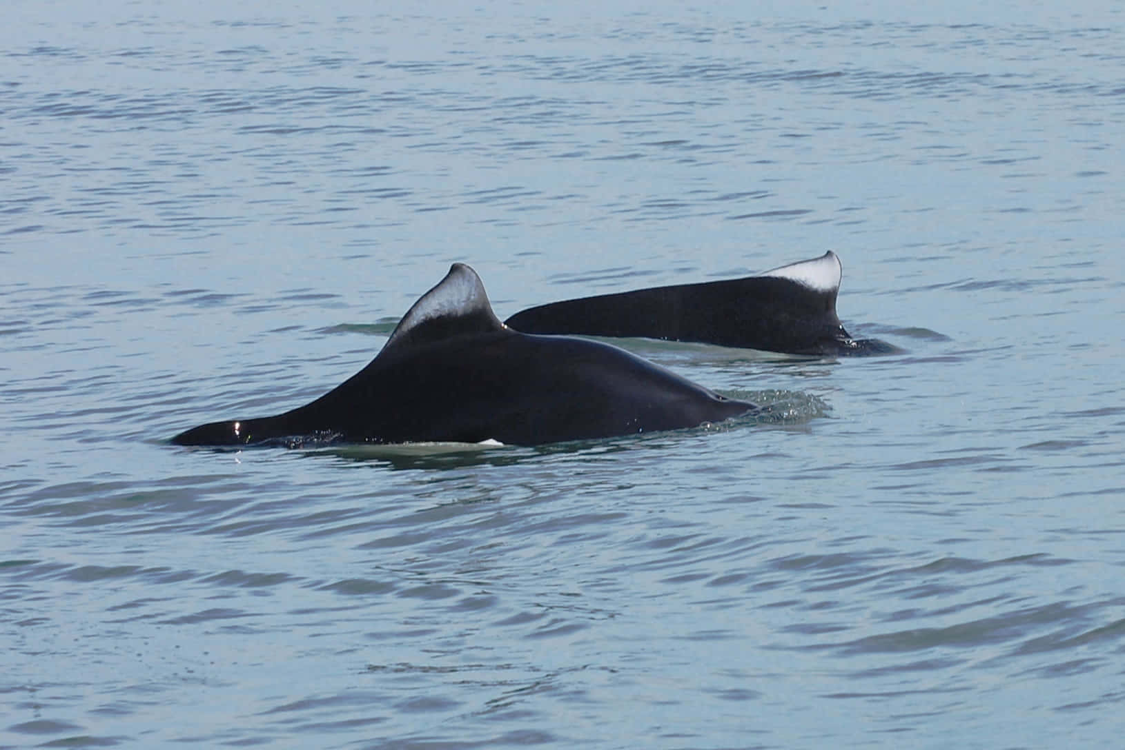 Dalls Porpoise Pair Swimming Wallpaper