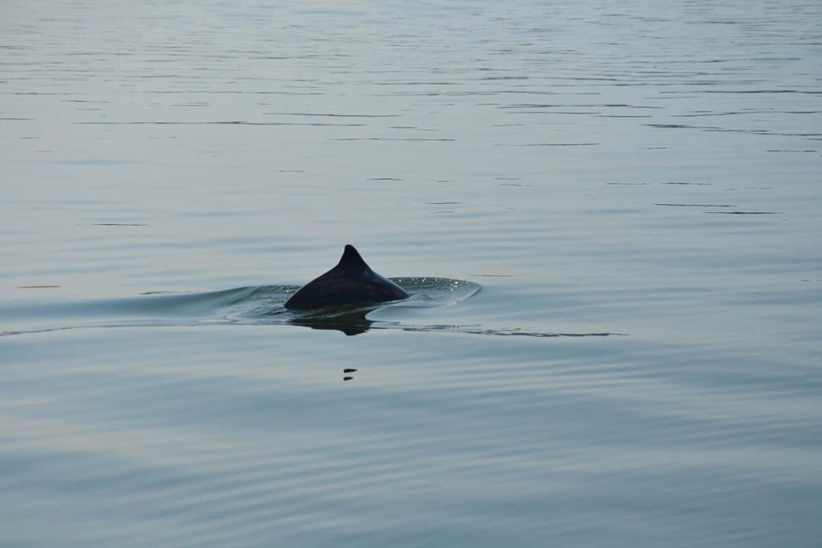 Dalls Porpoise Surfacing Wallpaper