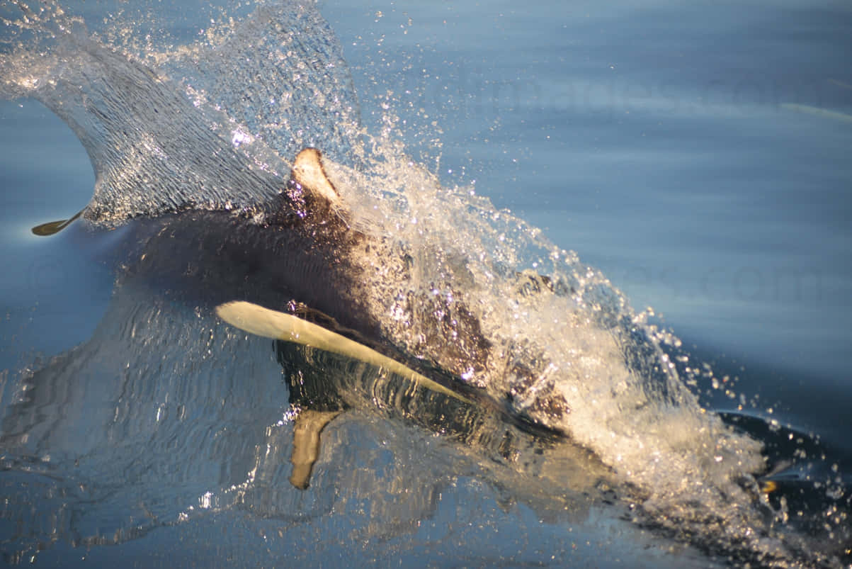 Dalls Porpoise Surfacing Wallpaper