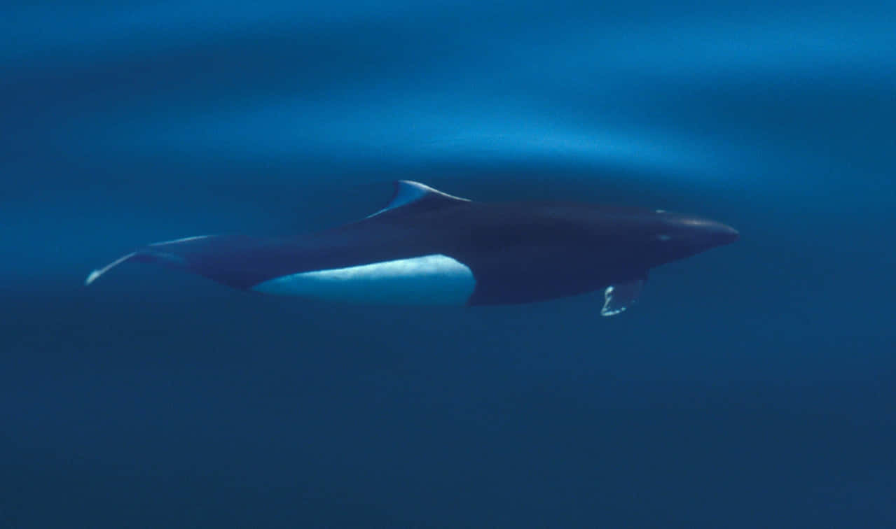 Dalls Porpoise Underwater Swim Wallpaper