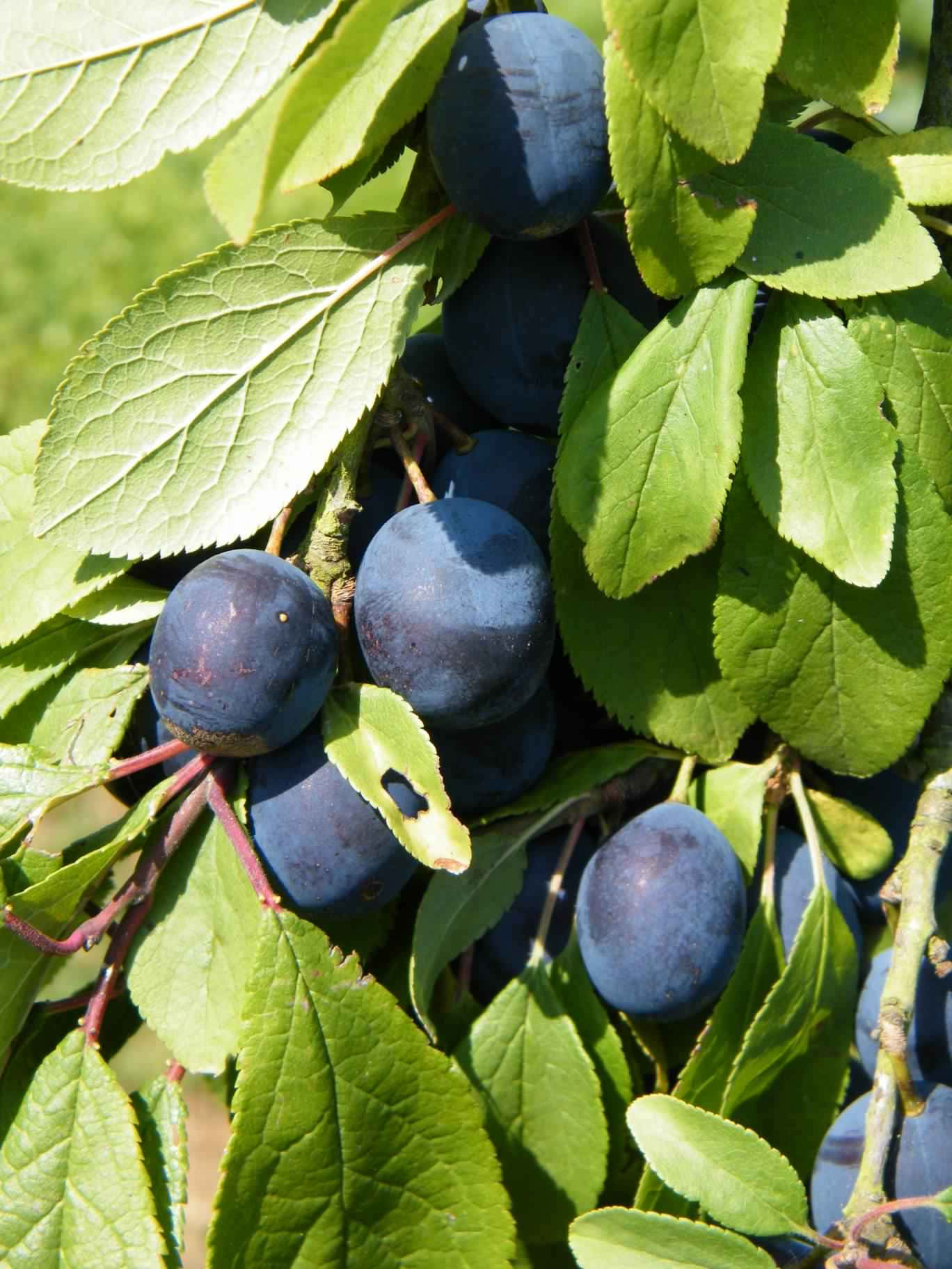 Damson Plums On The Tree Wallpaper