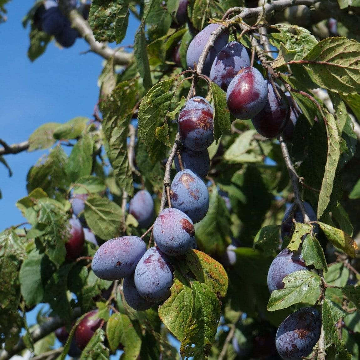 Damson Plums Partially Covered In Bloom Wallpaper