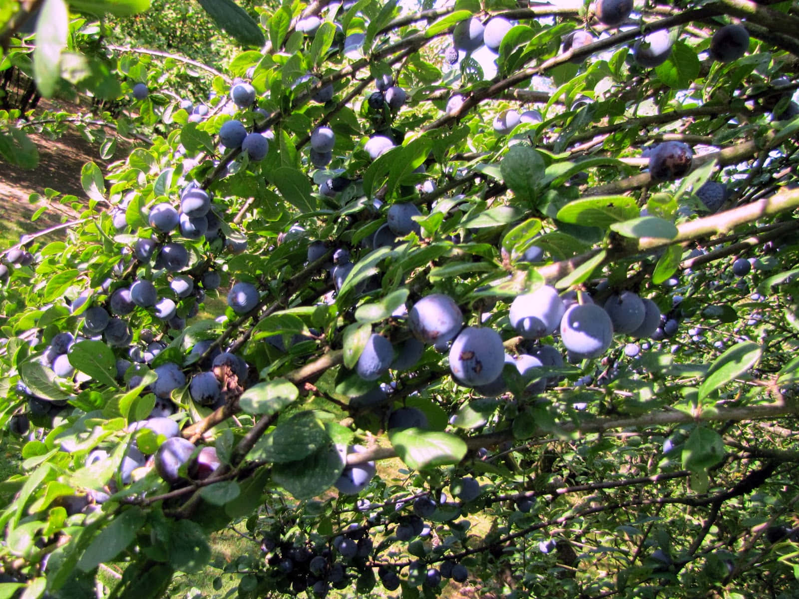 Damson Plums Thick Bush Shading Wallpaper