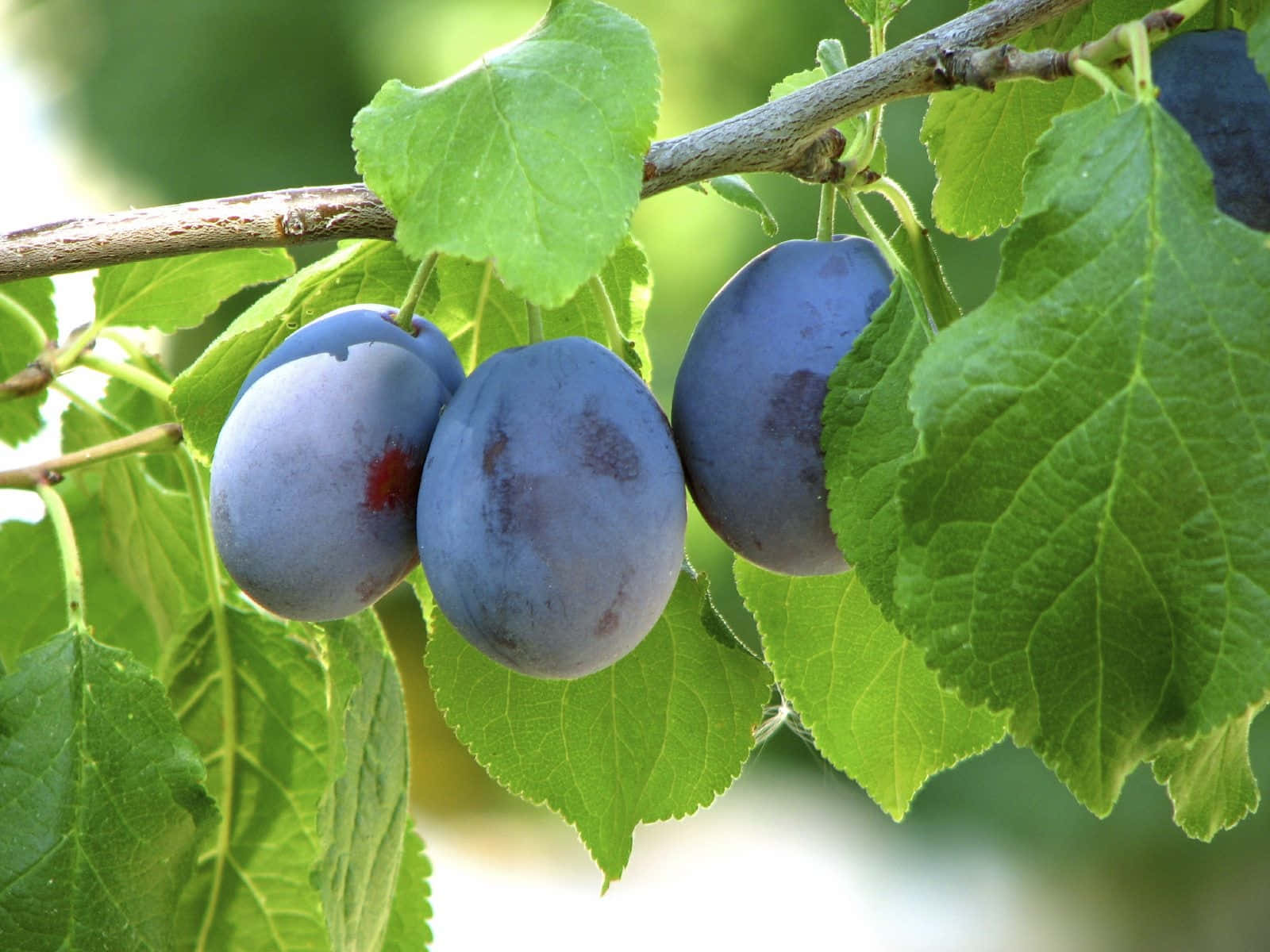 Damson Plums Triplet With Bloom Wallpaper