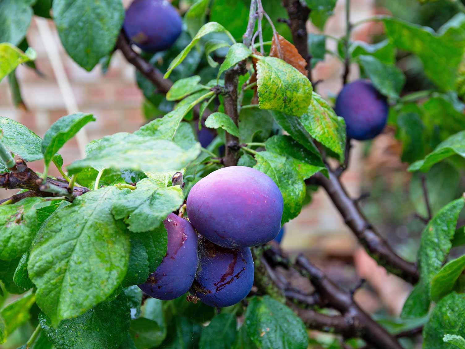 Damson Plums Vibrant Purple Color Wallpaper