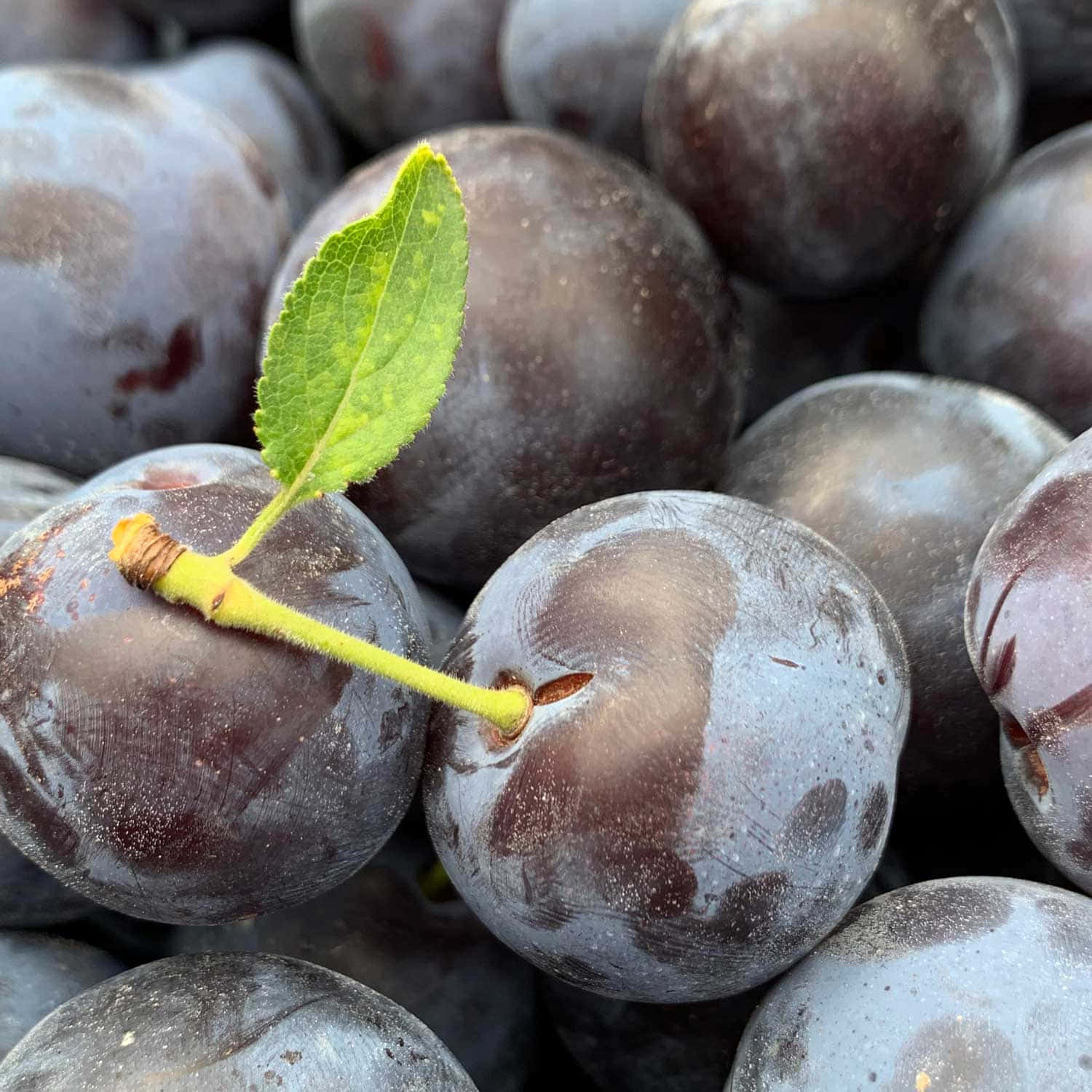 Damson Plums With Leaf Macro Shot Wallpaper