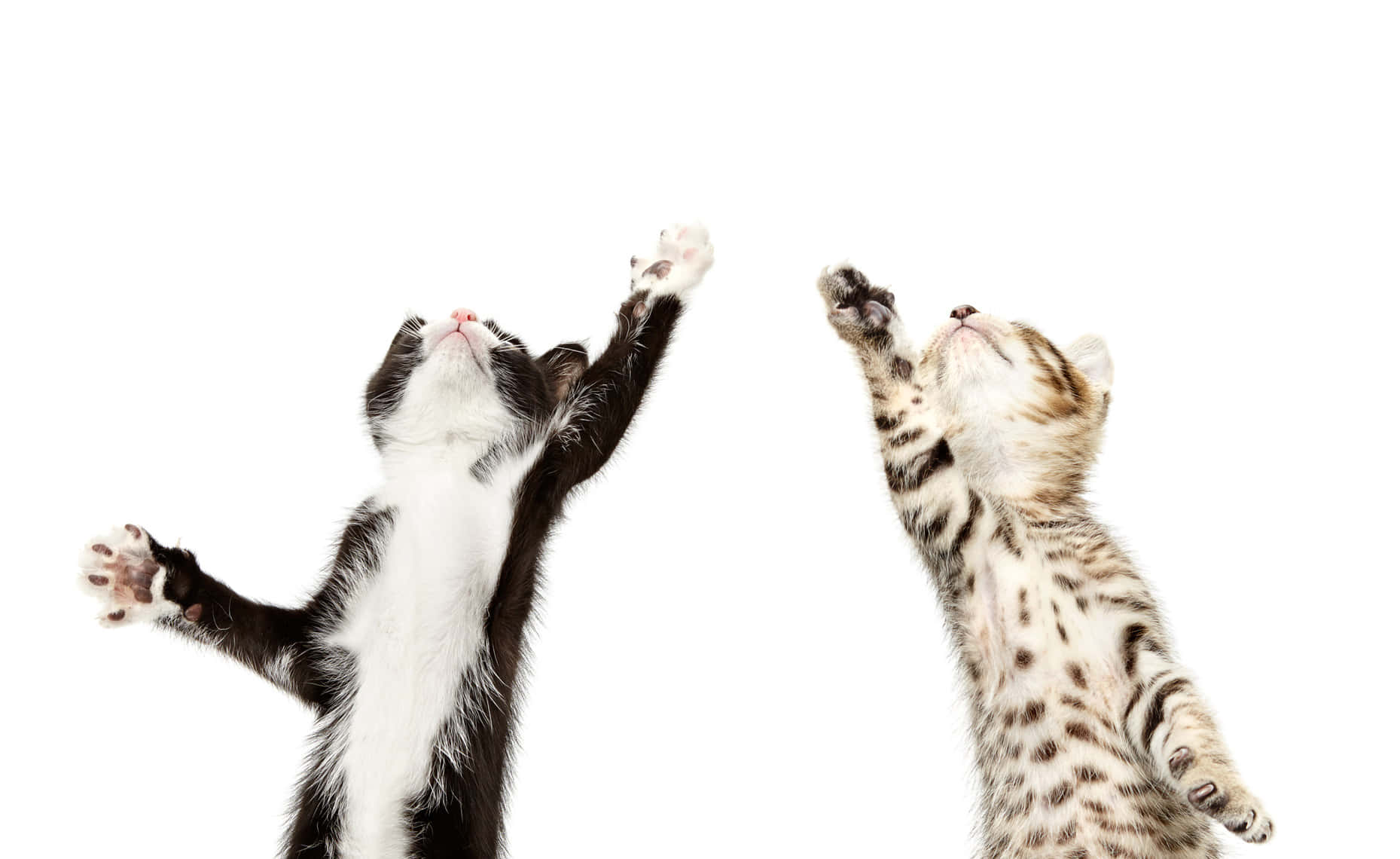 Dancing Kittens Joyful Movement.jpg Wallpaper