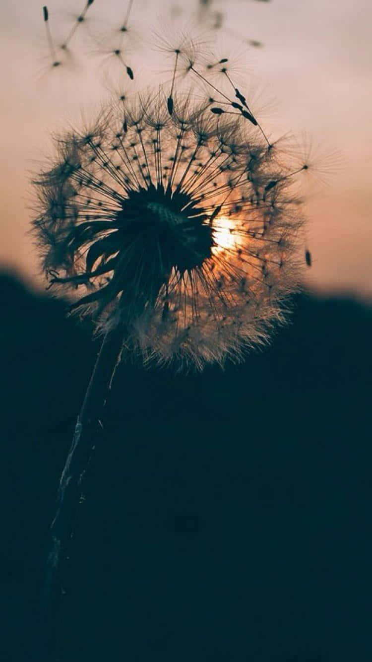 Dandelion Sunset Silhouette Vintage Soft Aesthetic Wallpaper