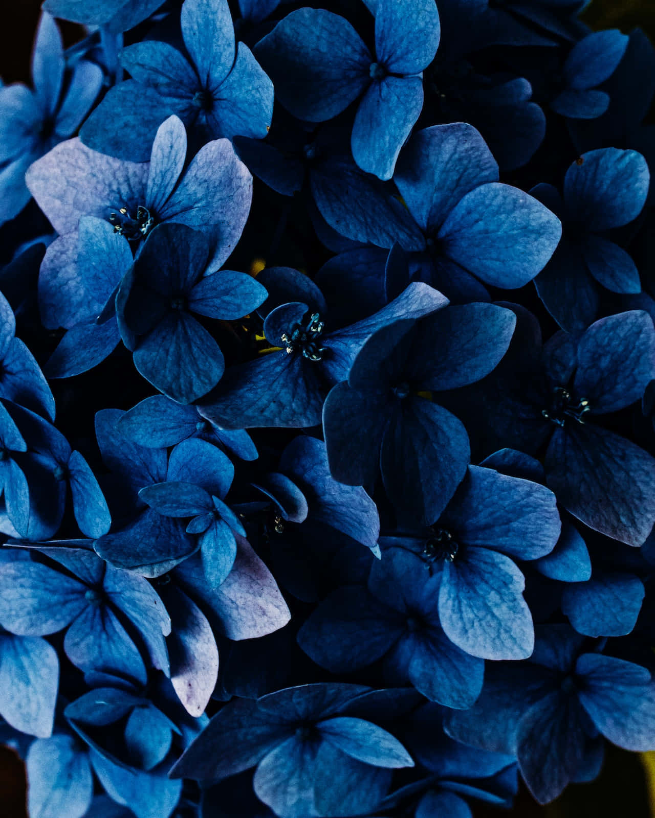 Dark Blue Flowers Phone Wallpaper