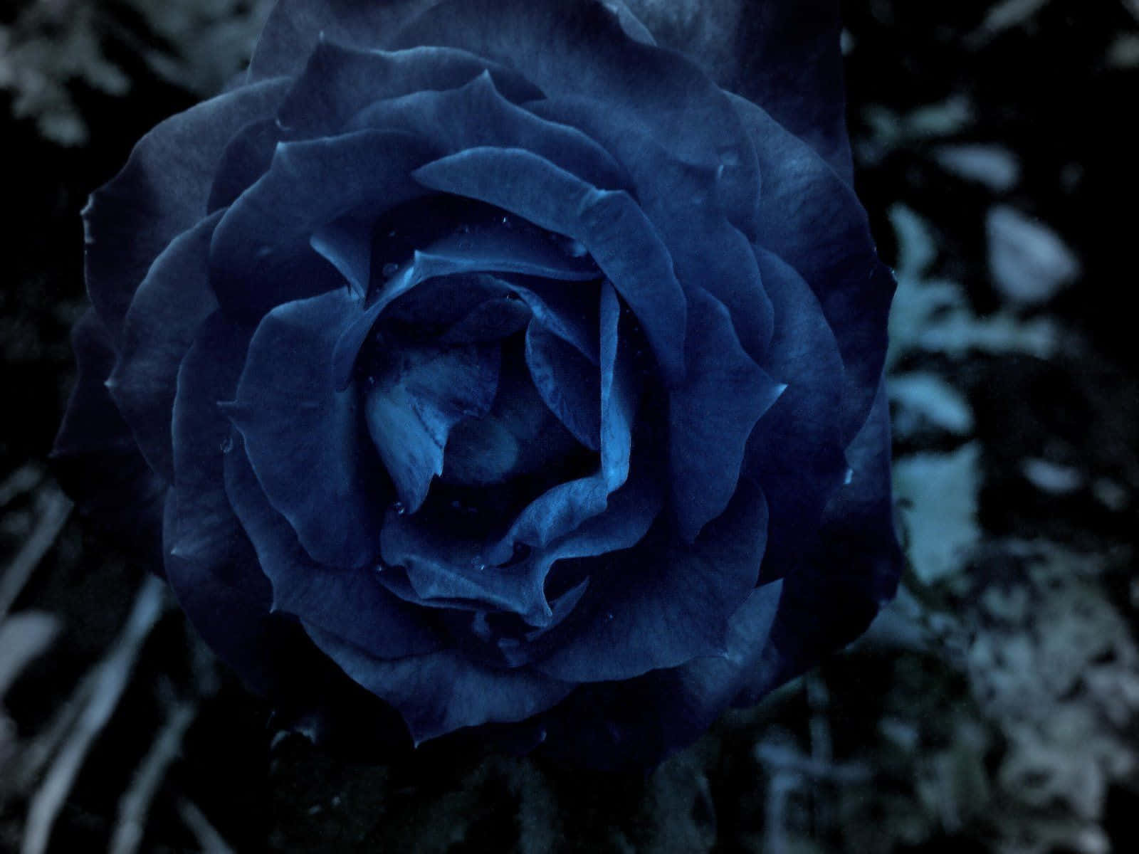 Dark Blue Rose Abstract 1600 X 1200 Wallpaper