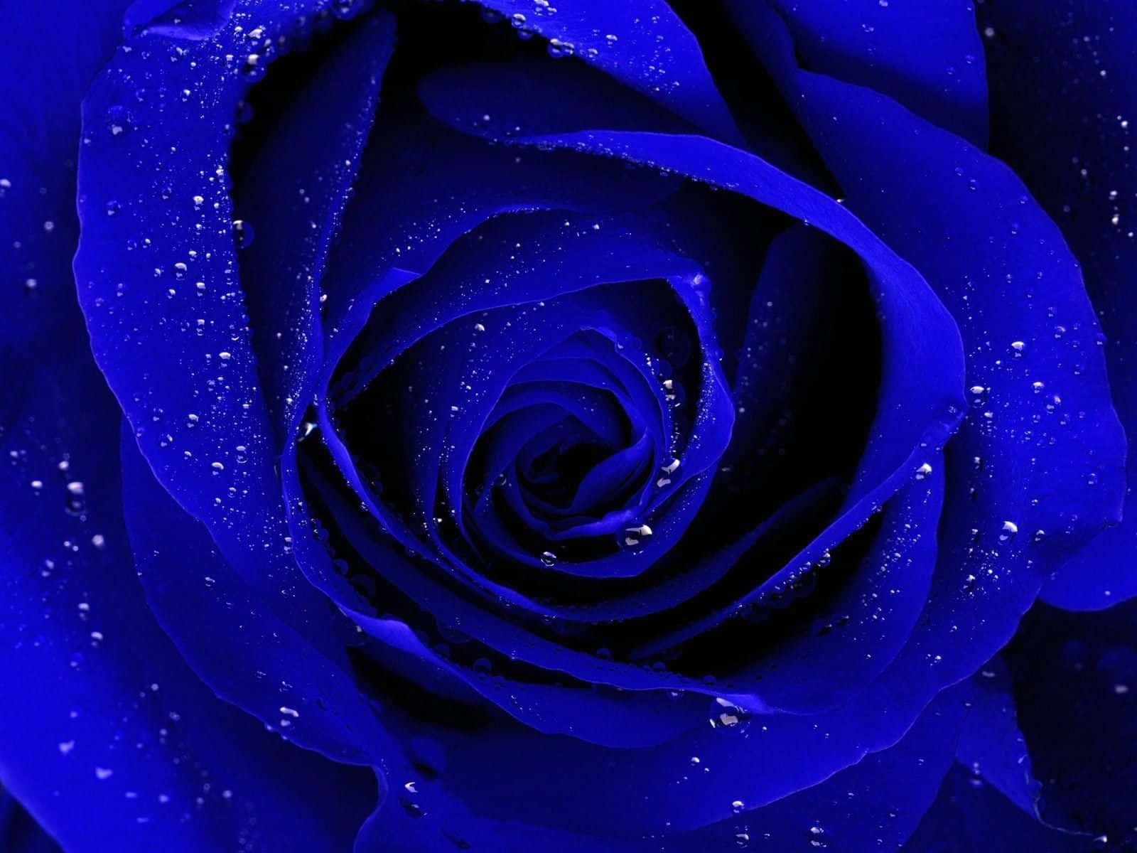 Dark Blue Rose Abstract 1600 X 1200 Wallpaper