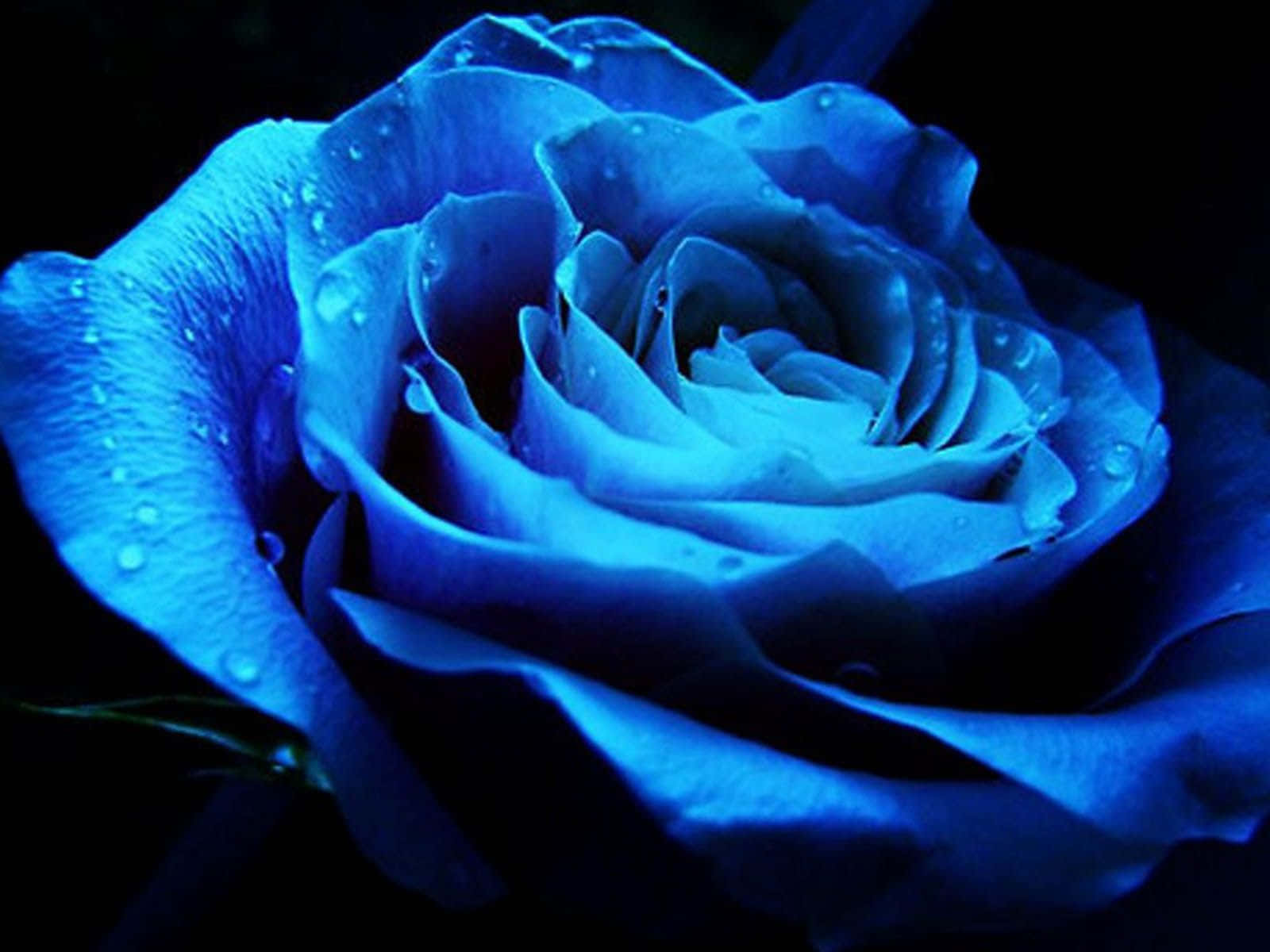 Dark Blue Rose Abstract 1600 X 1200 Wallpaper