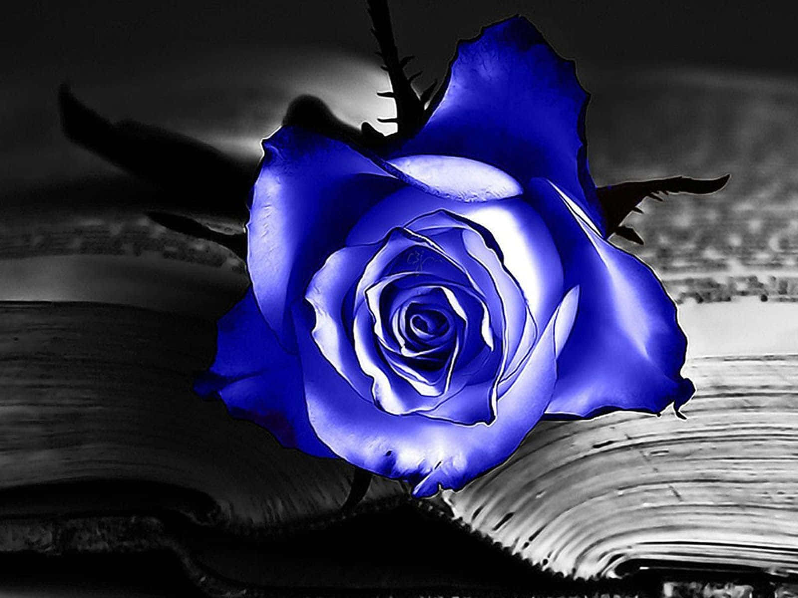 Dark Blue Rose Abstract 1600 X 1200 Wallpaper