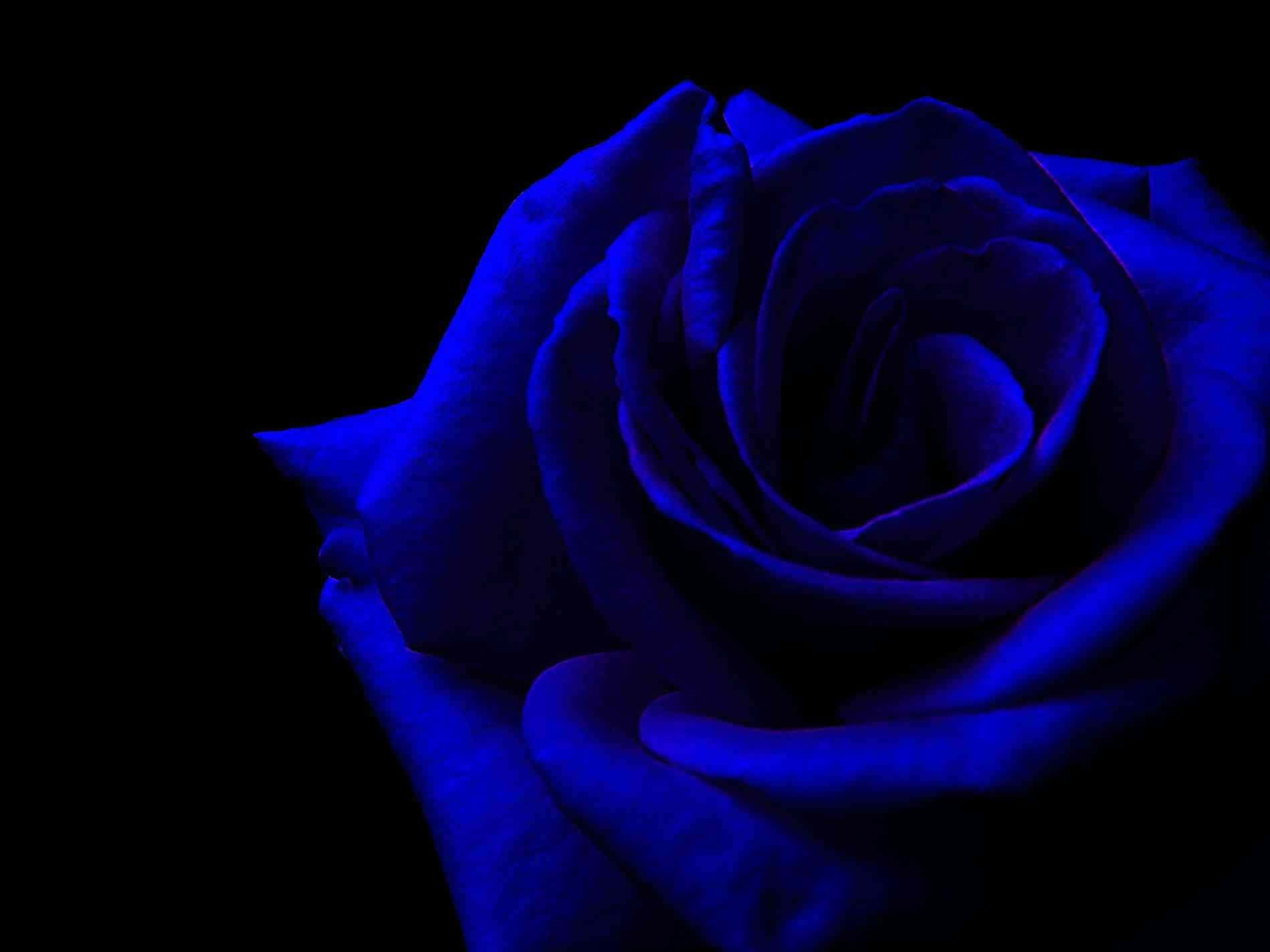 Dark Blue Rose Abstract 1899 X 1424 Wallpaper