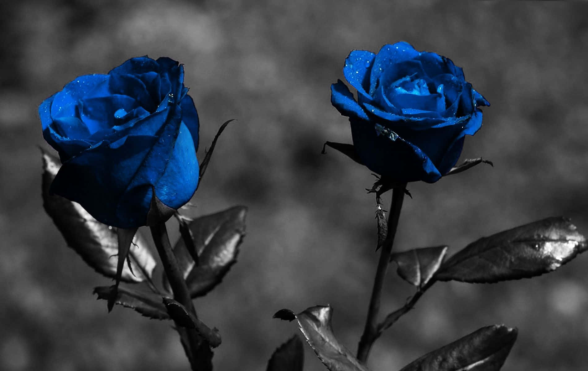 Dark Blue Rose Abstract 1900 X 1200 Wallpaper