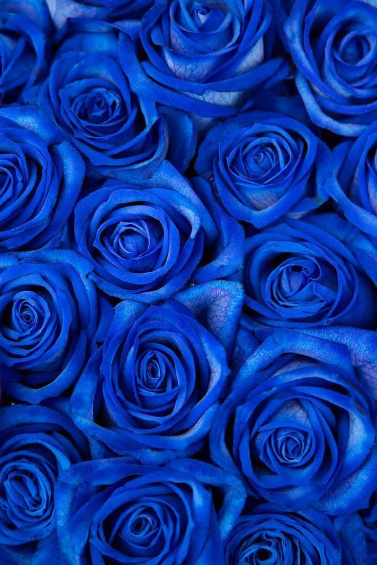 Dark Blue Rose Abstract 736 X 1104 Wallpaper