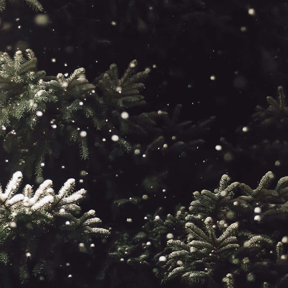 Dark Christmas Snowfall Pine Branches.jpg Wallpaper