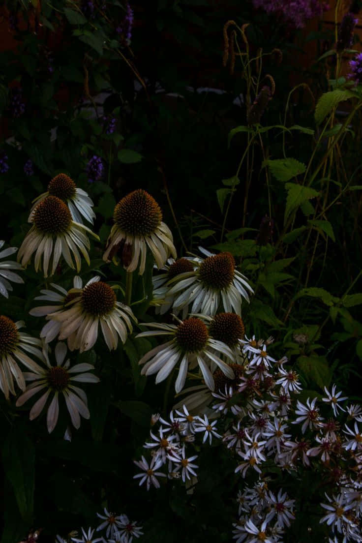 Dark_ Cottagecore_ Echinacea_ Flowers Wallpaper