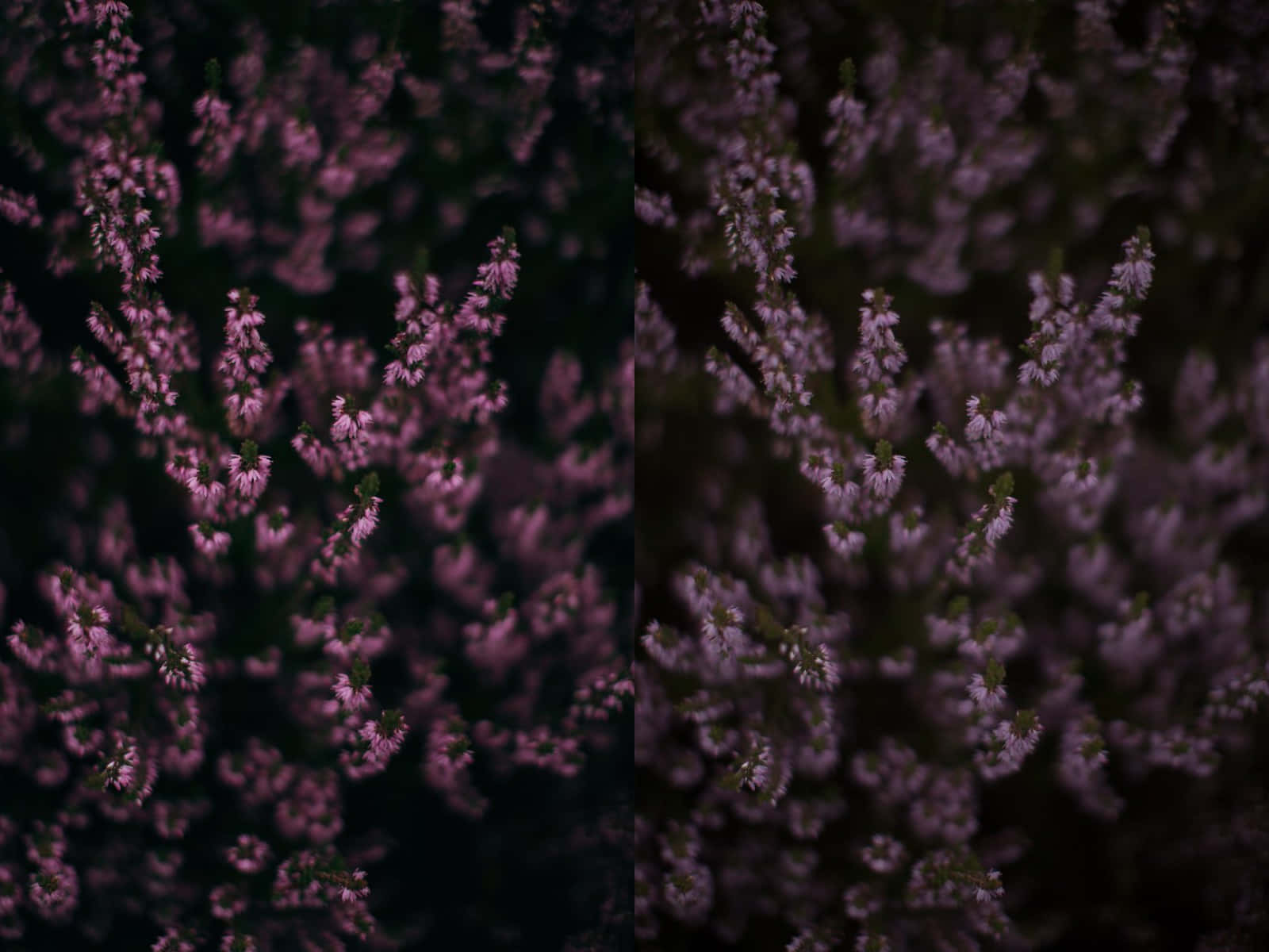 Dark Cottagecore Heather Blooms Wallpaper