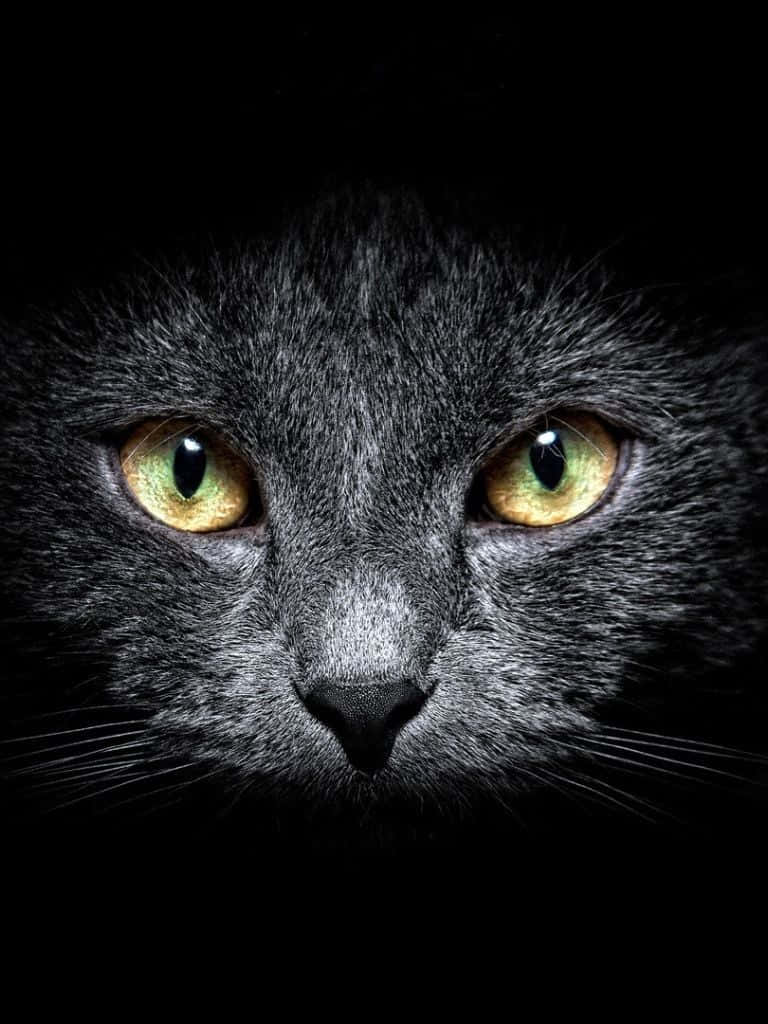 Dark Cute Cat Ipad Wallpaper