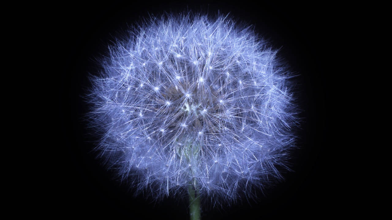 Dark Dandelion Pc Wallpaper