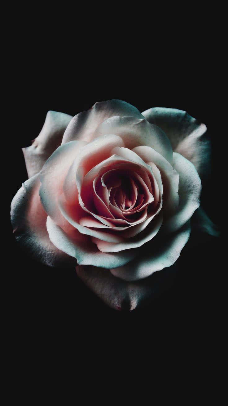 Dark_ Elegance_ Rose_i Phone_ Background Wallpaper