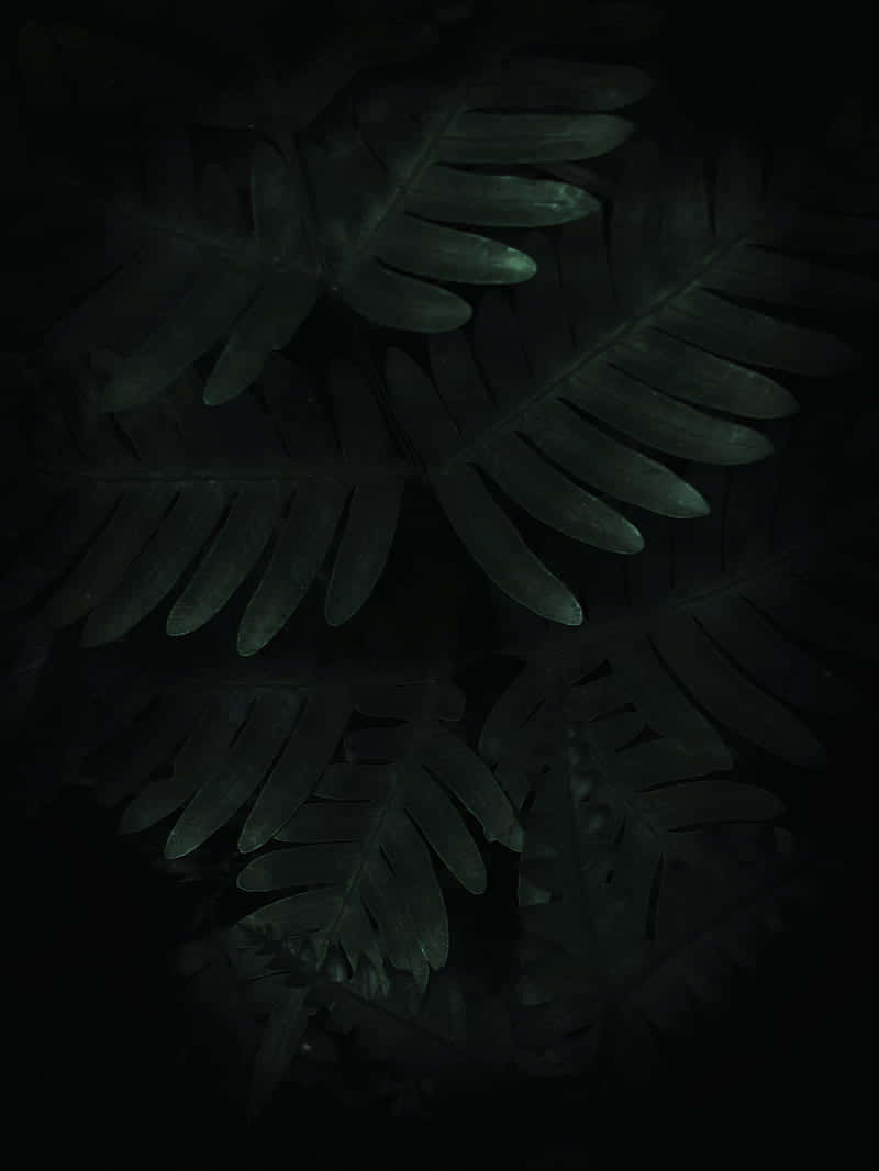 Dark Fern Leaves Moody Nature.jpg Wallpaper