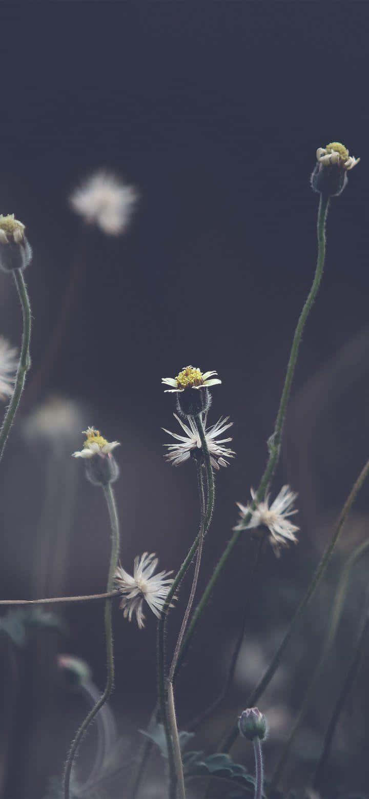 Dark Floral Backdropi Phone Wallpaper Wallpaper