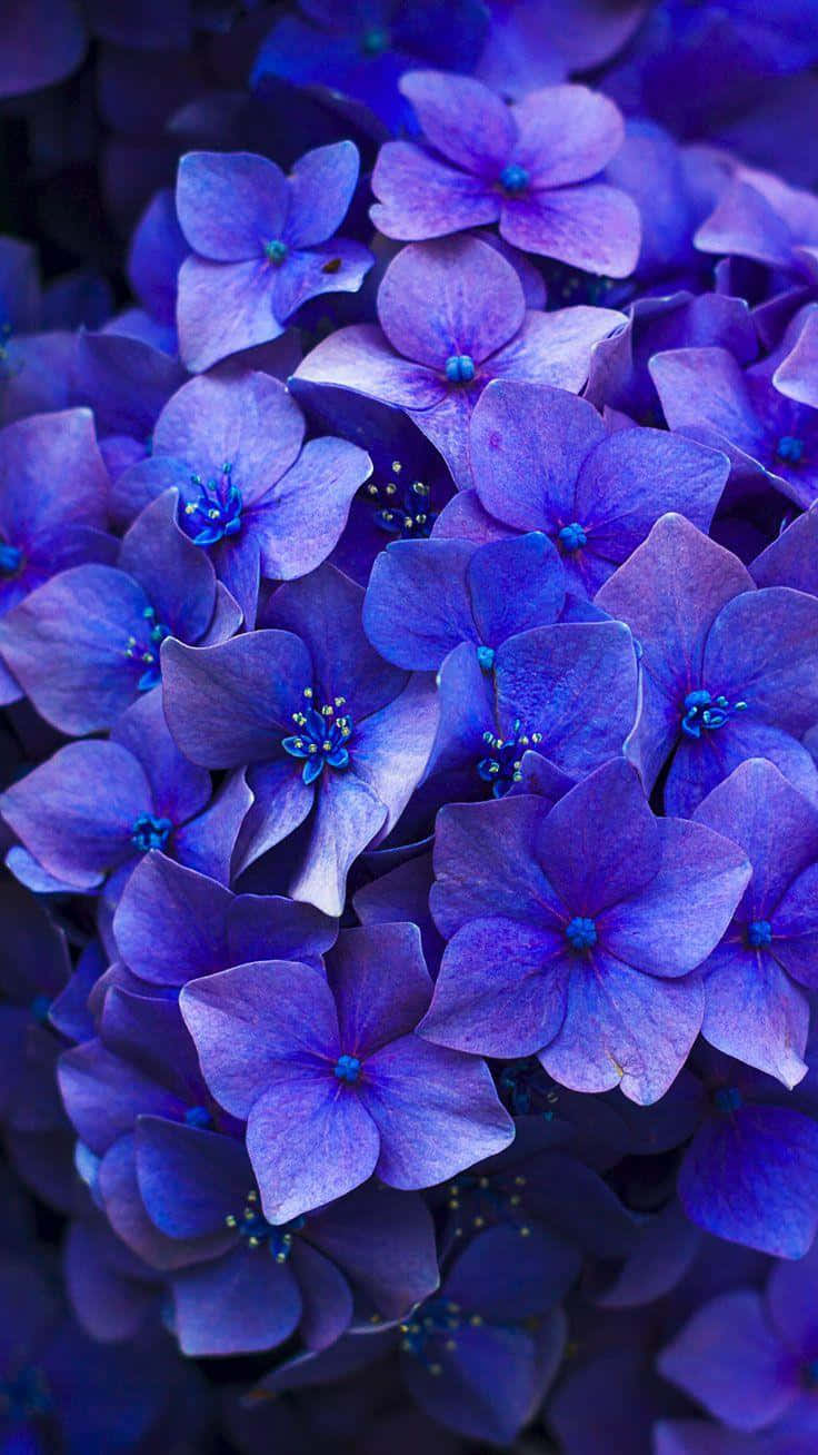 Dark Floral Hydrangeai Phone Wallpaper Wallpaper