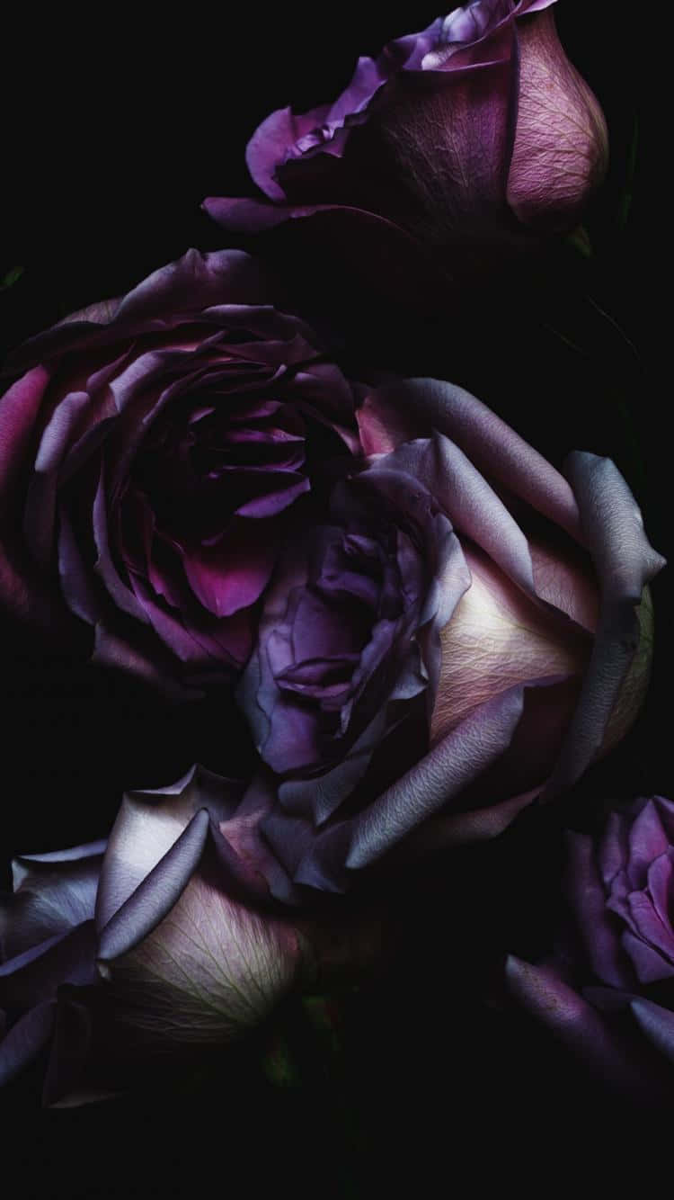 Dark Floral Rosesi Phone Wallpaper Wallpaper