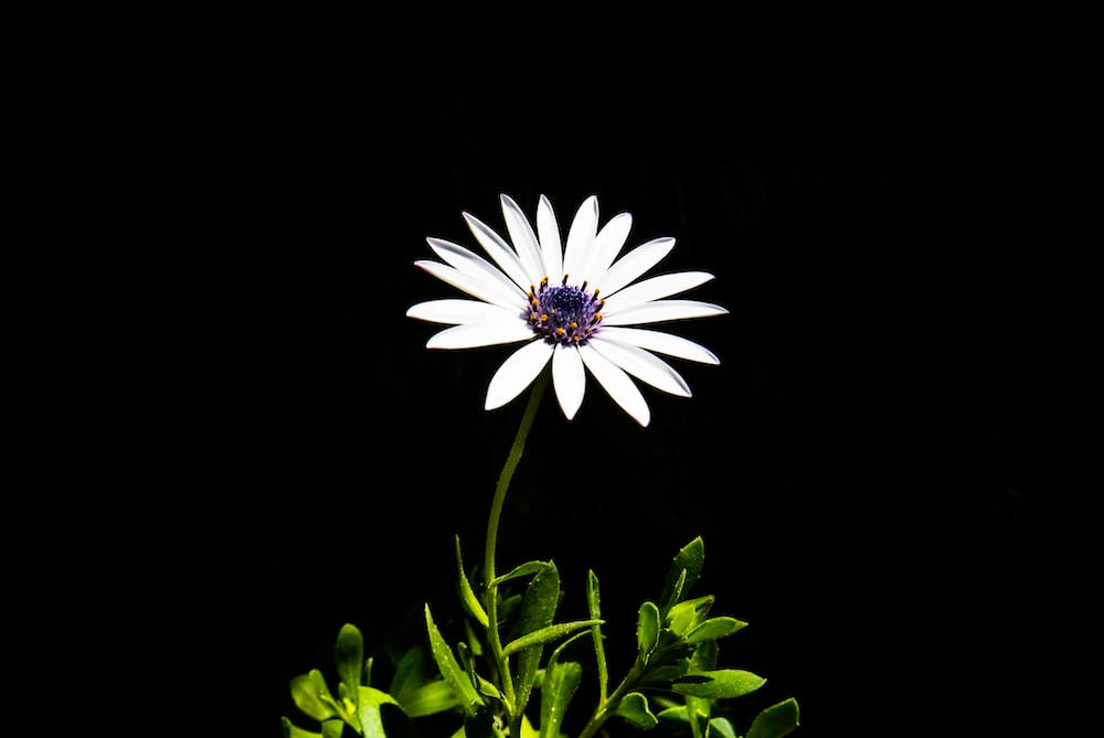 Dark Floral White Bloom Wallpaper